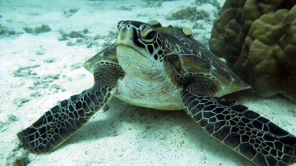 Samui: Intro Dive in Koh Tao - Location and Accessibility