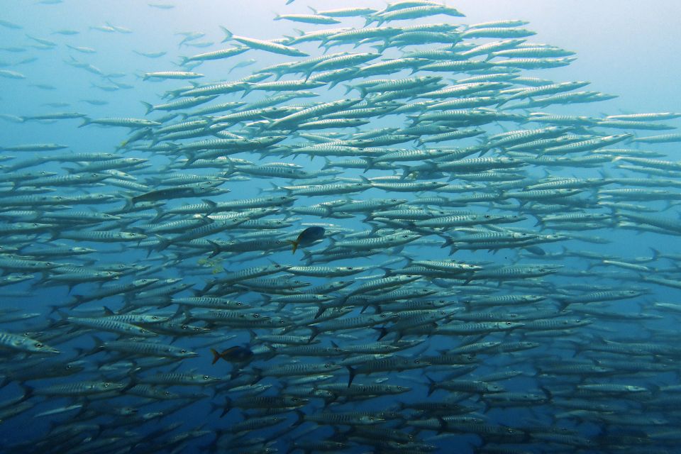 Samui: Intro Dive in Koh Tao - Frequently Asked Questions