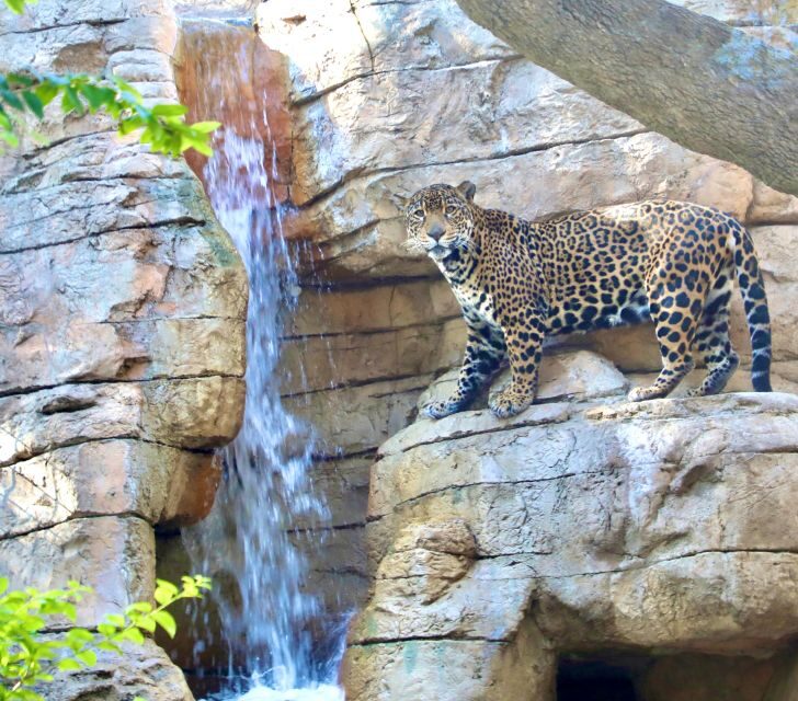 San Antonio CityPASS®: Save up to 51% on 4 Top Attractions - What’s Missing?