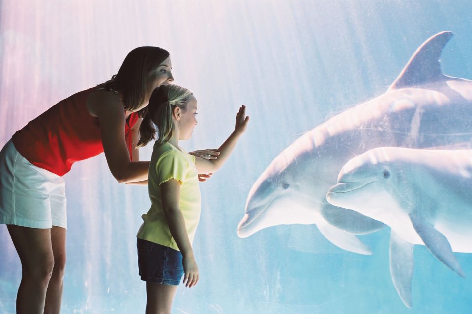 San Antonio: Go City Explorer Pass With 25+ Attractions - Indulge in Dining and Entertainment