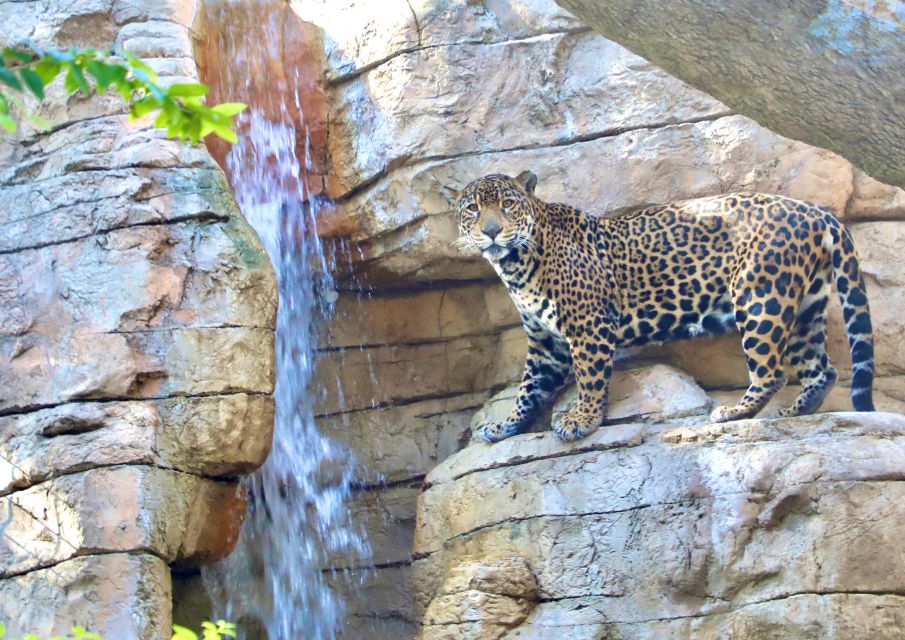 San Antonio: San Antonio Zoo Any Day Ticket - Attractions for All Ages