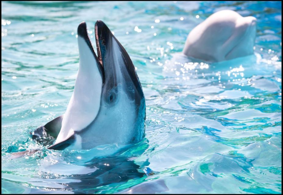 San Antonio: SeaWorld Skip-the-Line Park Admission Ticket - Recap