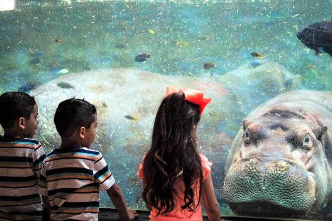 San Antonio Zoo General Admission Ticket - Special Exhibits and Events