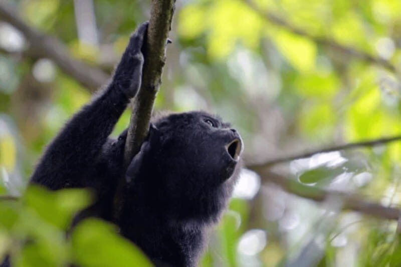 San Cristobal: 5 Days Jungle Adventure - Challenges and Considerations