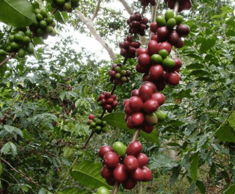 San Cristobal: Coffee Tour in the Mountains of Chiapas - Authenticity and Environmental Impact