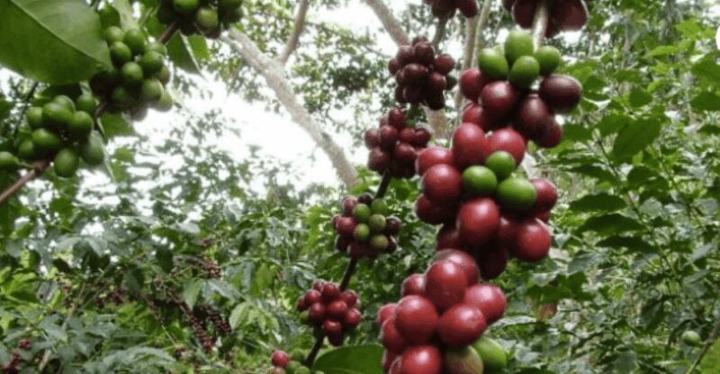 San Cristobal: Coffee Tour in the Mountains of Chiapas - FAQ