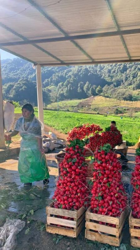 San Cristóbal de las Casas: Hiking to Indigenous Communities - The Itinerary: A Day of Culture and Natural Beauty