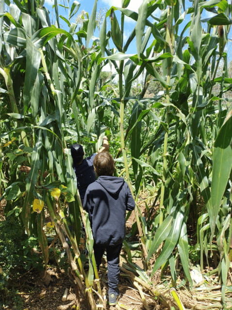 San Cristobal: Huixtan Adventure with Traditional Activities - An Inside Look at the Huixtan Tour Experience