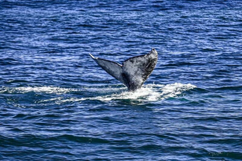 San Diego: 3 Hour Whale Watching Cruise - A Practical Look at the Whale Watching Experience