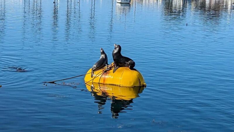 San Diego: 3 Hour Whale Watching Cruise - The Sum Up