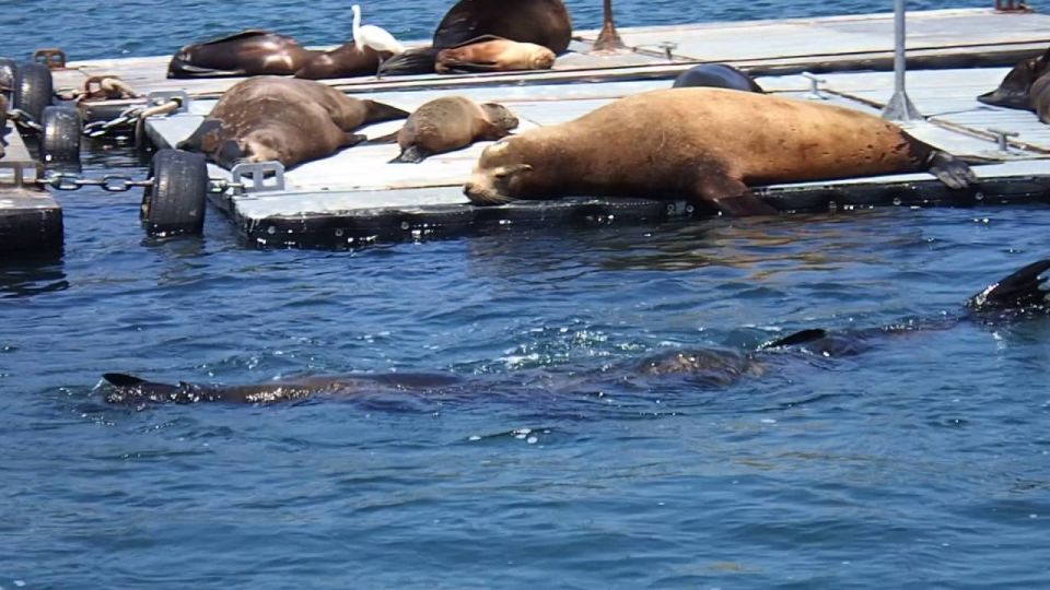 San Diego Bay Private Harbor Tour - Language and Group Experience