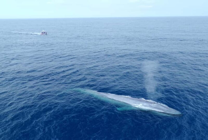 San Diego: Blue Whale Watching Expedition - What Makes This Tour Stand Out