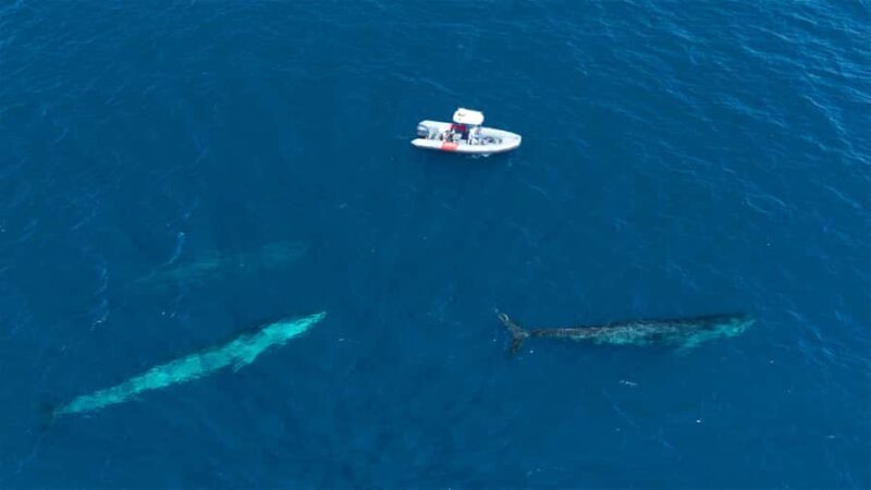 San Diego: Blue Whale Watching Expedition - Practical Details and Considerations