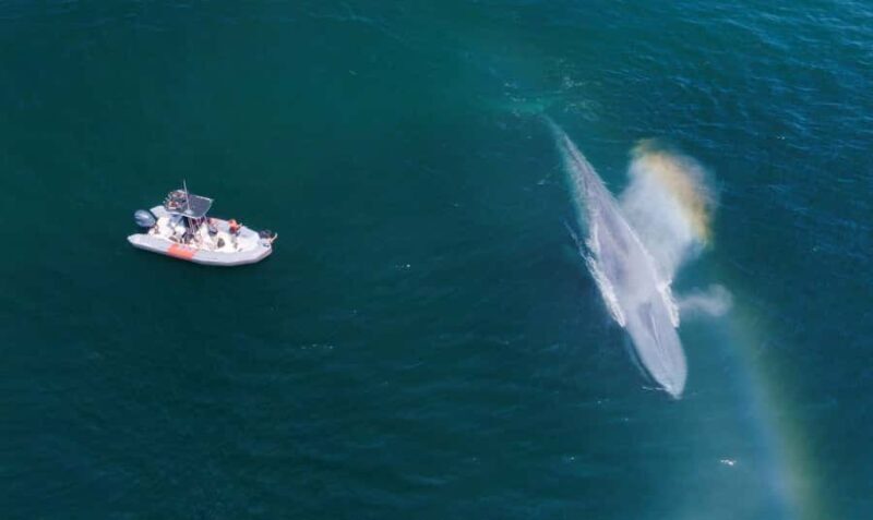 San Diego: Blue Whale Watching Expedition - What Reviewers Say