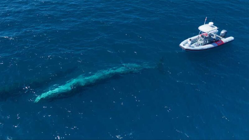 San Diego: Blue Whale Watching Expedition - FAQ