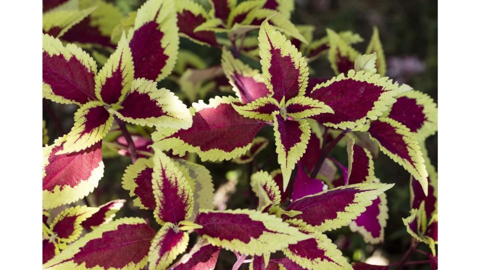 San Diego Botanical Garden Entry Ticket and Transportation - Language and Cancellation Policy