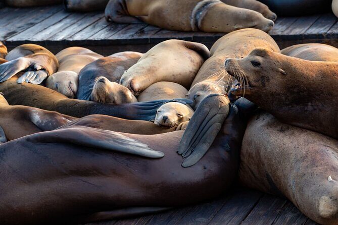 San Diego Day Tour from Orange County - Discovering the Best of San Diego in a Day