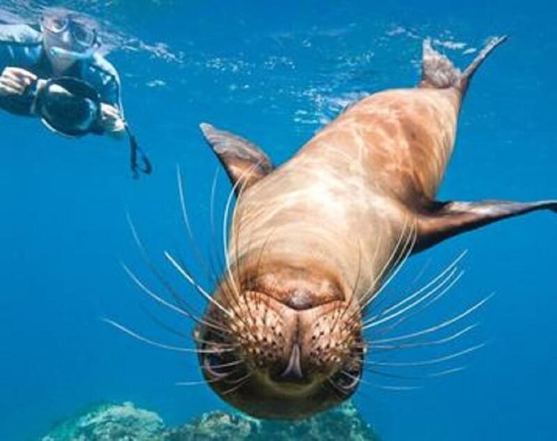 San Diego: Full-Day Snorkeling Gear Rental Package - Key Points