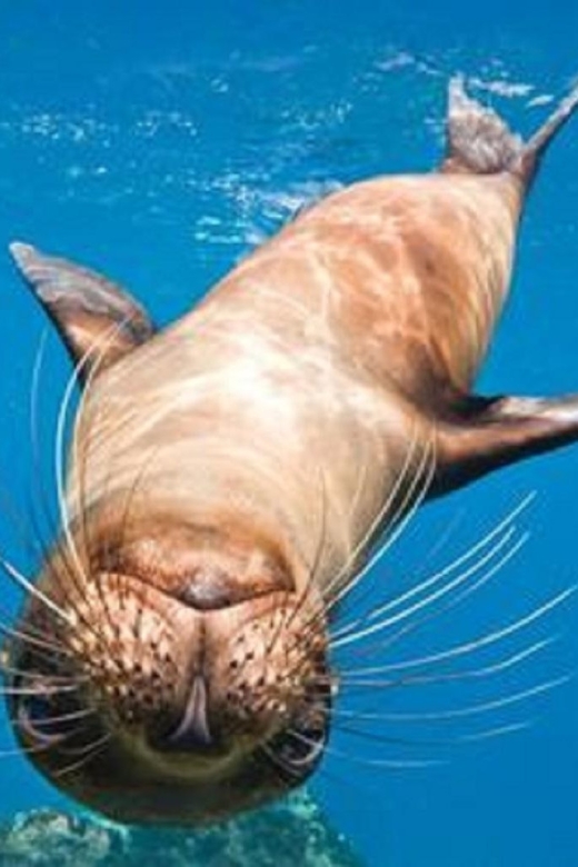 San Diego: Full-Day Snorkeling Gear Rental Package - Key Points
