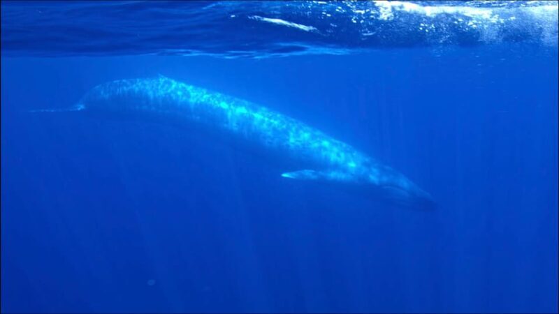 San Diego Ocean Safari: 6-Hour Snorkel Adventure! - Key Points