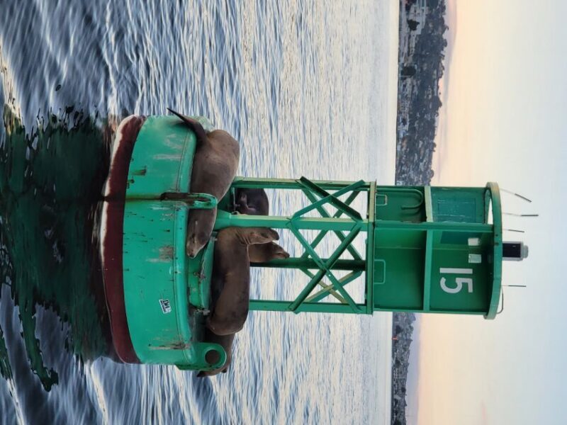 San Diego: San Diego Bay Sunset & Daytime Sailing Experience - Who Should Consider This Experience?