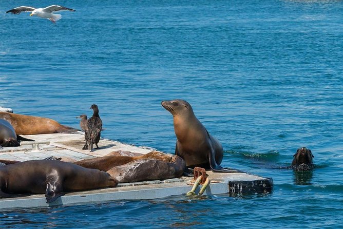San Diego Seal Tour - Departure Information