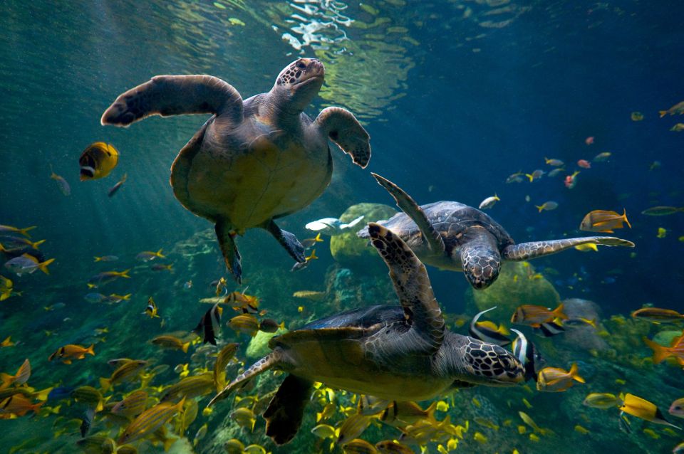 San Diego: SeaWorld Skip-the-Line Park Admission Ticket - Park Accessibility and Amenities