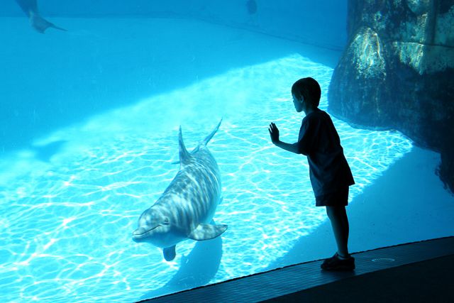 San Diego: SeaWorld Skip-the-Line Park Admission Ticket - Ticket Details and Pricing
