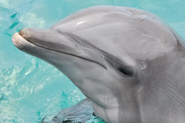 San Diego: SeaWorld Skip-the-Line Park Admission Ticket - Frequently Asked Questions