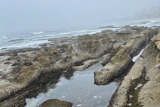 San Diego Tide Pool Tour - Key Points at a Glance