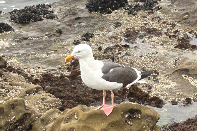 San Diego Tide Pool Tour - Practical Details: What to Know Before You Go