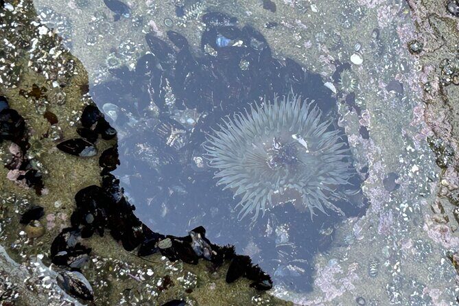 San Diego Tide Pool Tour - Authentic Traveler Experiences