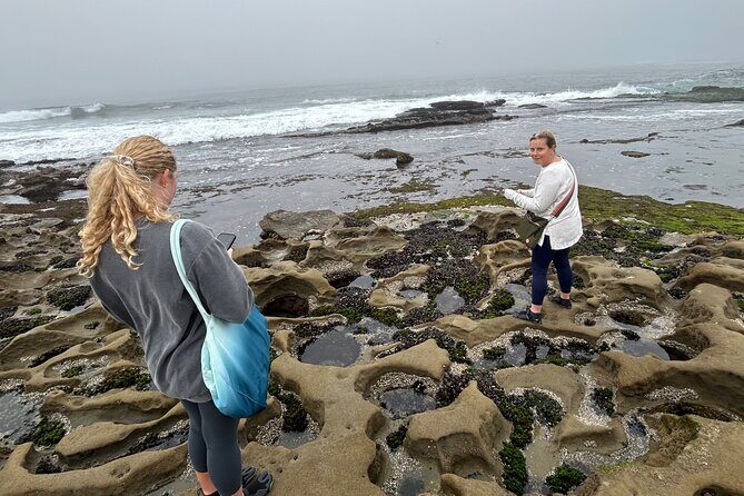 San Diego Tide Pool Tour - Who Will Love This Tour?