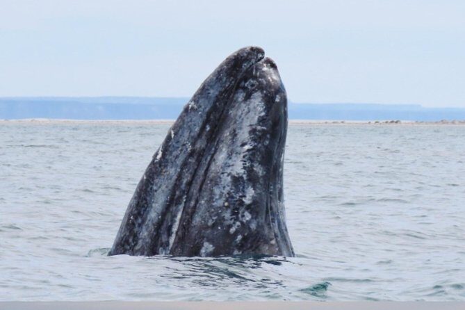 San Diego Whale Watching 3 Hour Tour Mission Bay on the Legacy - FAQ
