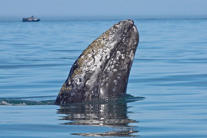 San Diego Whale Watching Cruise - Additional Information