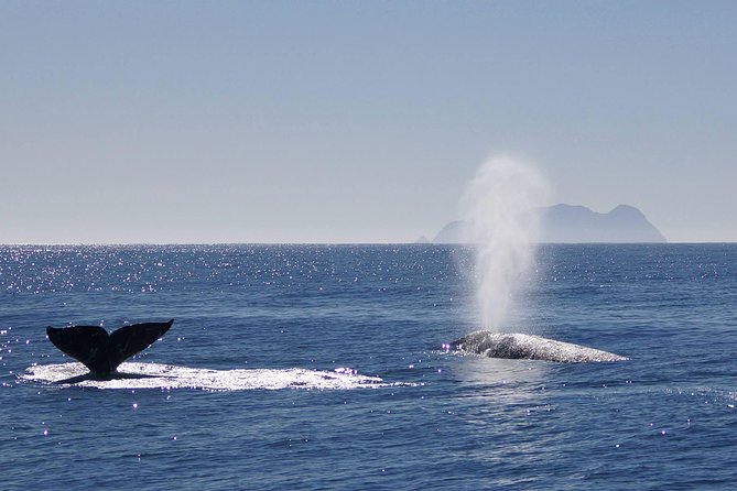 San Diego Whale Watching Cruise - Reviews
