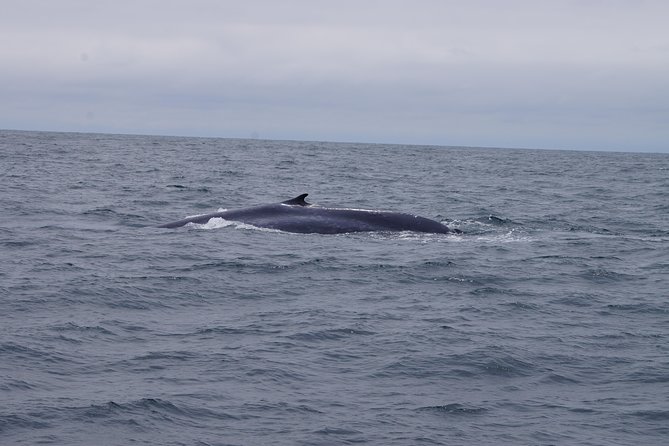 San Diego Whale Watching Cruise - Directions