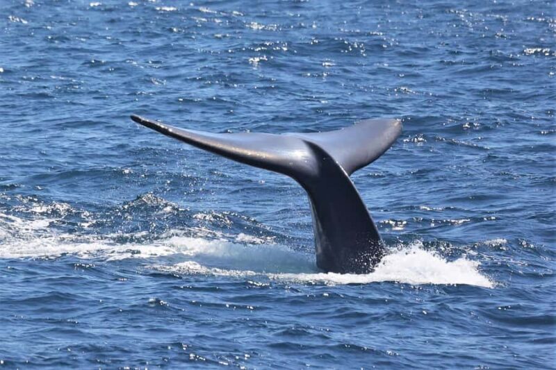 San Diego: Whale Watching & Dolphin Cruise - The Realities of Wildlife Watching