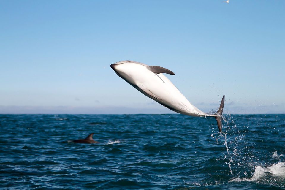 San Diego: Whale Watching Tour - Key Points