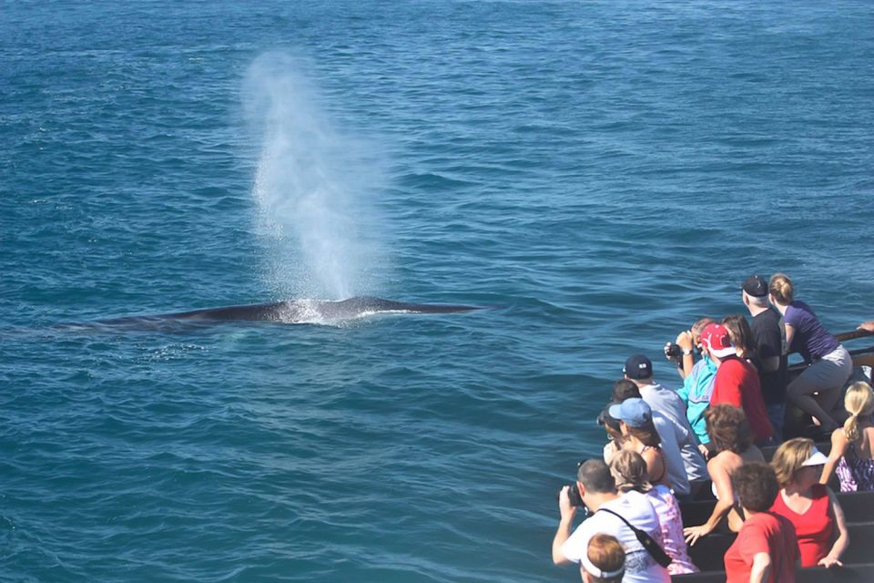 San Diego: Whale Watching Tour - What to Expect on the Tour