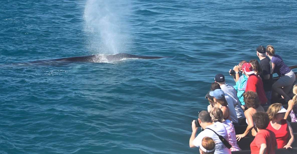 San Diego: Whale Watching Tour - Cruise Features