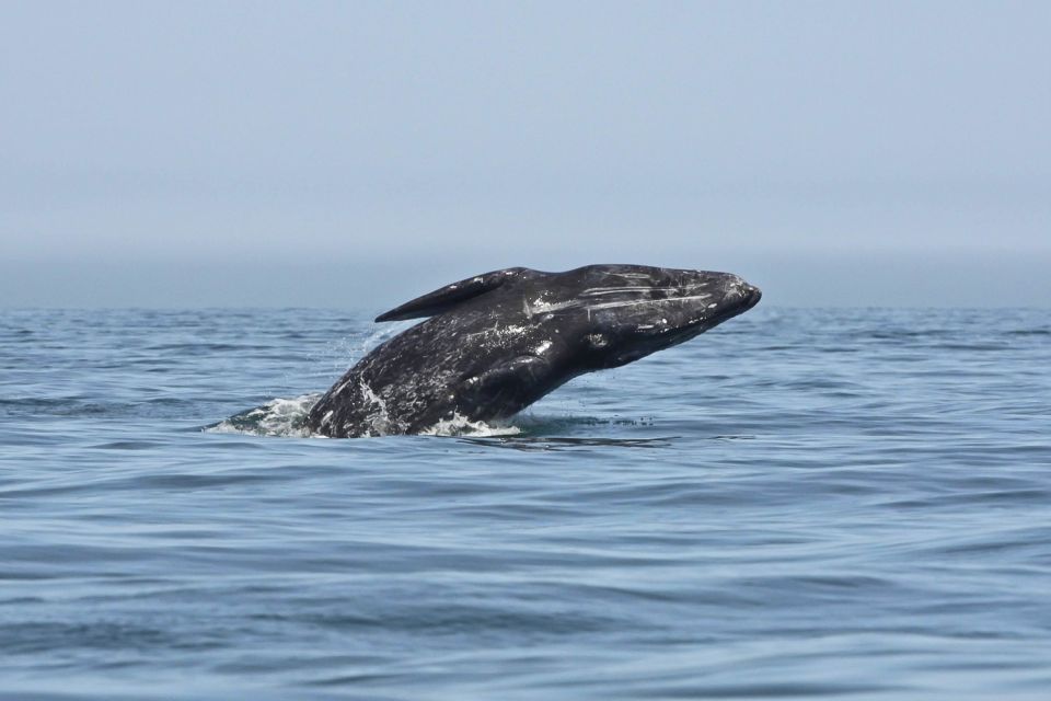 San Diego: Whale Watching Tour - Accessibility and Amenities