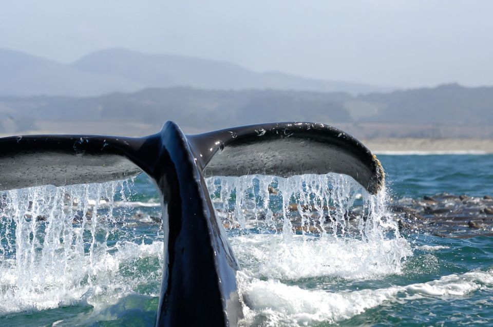 San Diego: Whale Watching Tour - Booking and Cancellation Policy