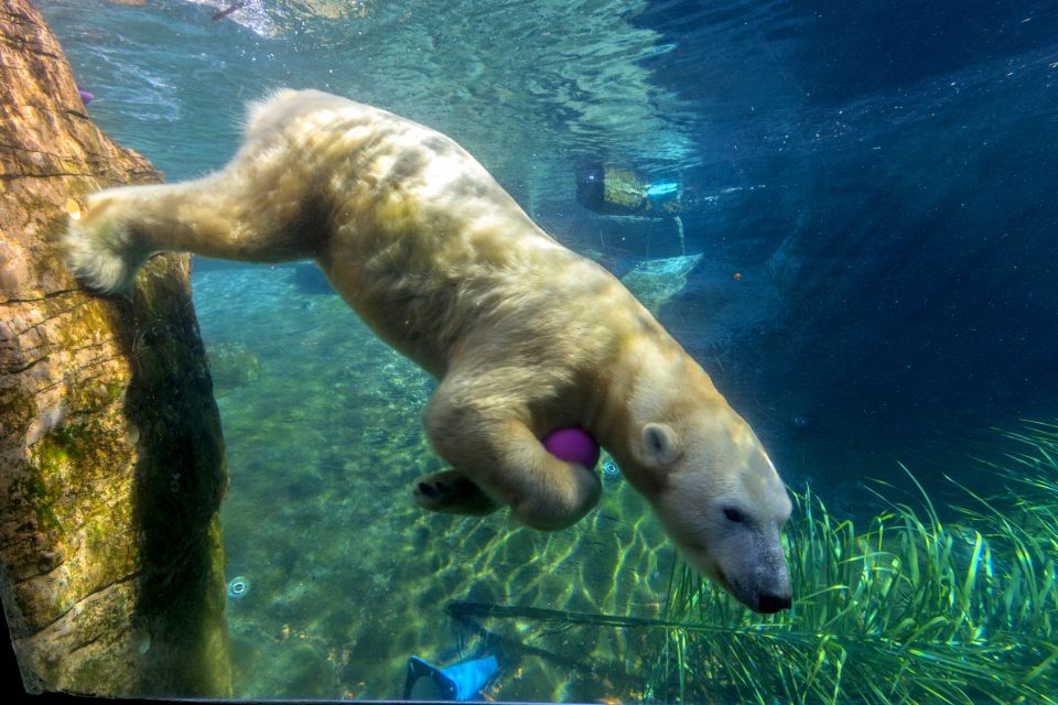 San Diego Zoo: 1-Day Admission Ticket - Skyfari Aerial Tram and Transport