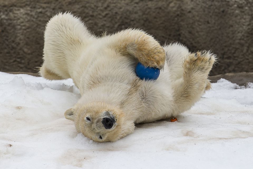 San Diego Zoo: 1-Day Admission Ticket - Sea Lion Show and Performances