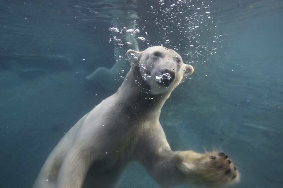San Diego Zoo: 1-Day Admission Ticket - Practical Information and Location