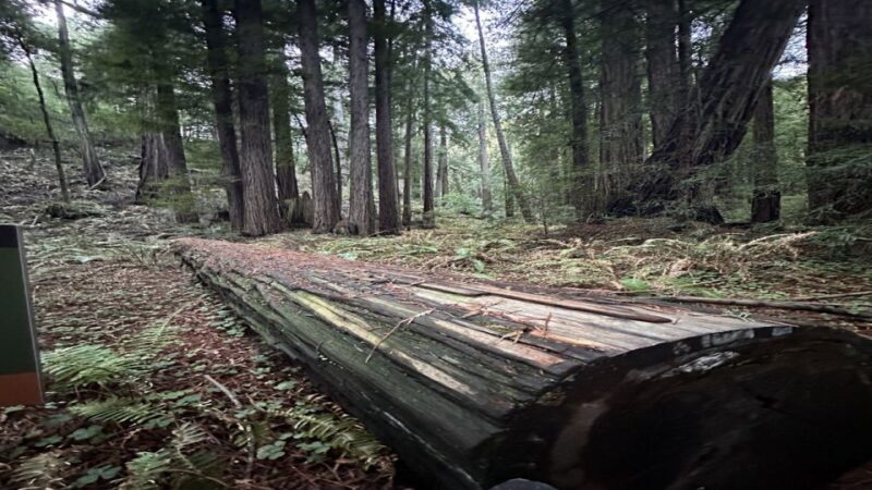 San Francisco: Alcatraz, Muir Woods and Sausalito Day Tour - The Itinerary Breakdown: What You Can Expect