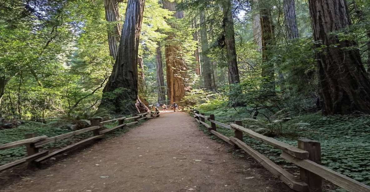San Francisco: Full-Day City Tour W/ Muir Woods & Sausalito - Redwood Trees and Sausalito