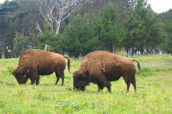 San Francisco Golden Gate Park Tour - Included Offerings