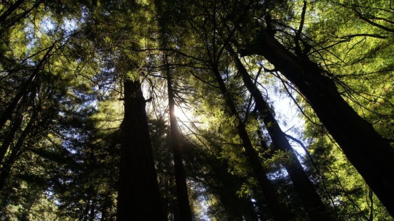 San Francisco: Guided Coastal Redwoods & Wine Country Tour - Practical Considerations